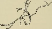 An illustration from Medical microscopy : a guide to the use of the microscope in medical practice (1898)