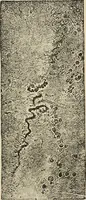 An illustration from Medical microscopy : a guide to the use of the microscope in medical practice (1898)
