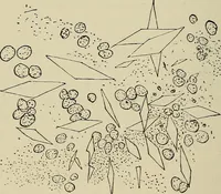 An illustration from Medical microscopy : a guide to the use of the microscope in medical practice (1898)