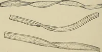 An illustration from Medical microscopy : a guide to the use of the microscope in medical practice (1898)