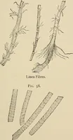 An illustration from Medical microscopy : a guide to the use of the microscope in medical practice (1898)