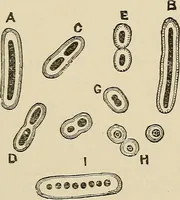 An illustration from Medical microscopy : a guide to the use of the microscope in medical practice (1898)