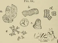 An illustration from Medical microscopy : a guide to the use of the microscope in medical practice (1898)