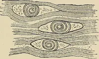 An illustration from Medical microscopy : a guide to the use of the microscope in medical practice (1898)