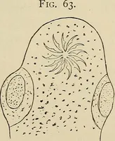 An illustration from Medical microscopy : a guide to the use of the microscope in medical practice (1898)
