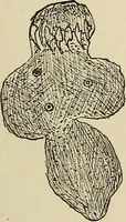 An illustration from Medical microscopy : a guide to the use of the microscope in medical practice (1898)