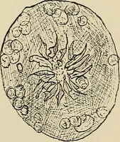 An illustration from Medical microscopy : a guide to the use of the microscope in medical practice (1898)