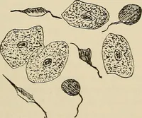 An illustration from Medical microscopy : a guide to the use of the microscope in medical practice (1898)