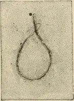 An illustration from Medical microscopy : a guide to the use of the microscope in medical practice (1898)