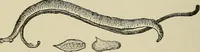An illustration from Medical microscopy : a guide to the use of the microscope in medical practice (1898)