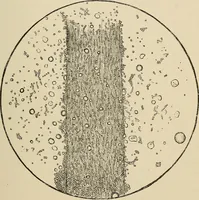 An illustration from Medical microscopy : a guide to the use of the microscope in medical practice (1898)