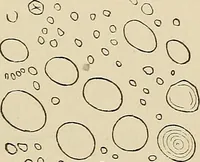 An illustration from Medical microscopy : a guide to the use of the microscope in medical practice (1898)