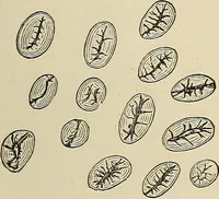An illustration from Medical microscopy : a guide to the use of the microscope in medical practice (1898)