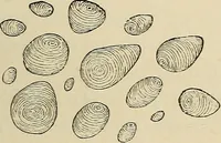 An illustration from Medical microscopy : a guide to the use of the microscope in medical practice (1898)