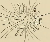 An illustration from Medical microscopy : a guide to the use of the microscope in medical practice (1898)