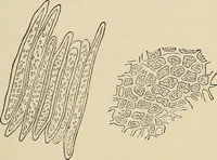 An illustration from Medical microscopy : a guide to the use of the microscope in medical practice (1898)