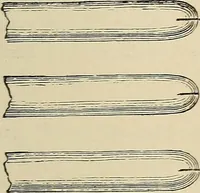 An illustration from Medical microscopy : a guide to the use of the microscope in medical practice (1898)