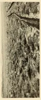 An illustration from Medical observations on the Zuñi Indians (1924)