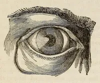 An illustration from The Medical and surgical reporter (1858)