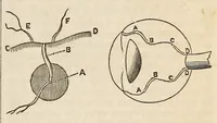 An illustration from The Medical and surgical reporter (1858)