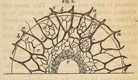 An illustration from The Medical and surgical reporter (1858)