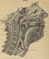 An illustration from The Medical and surgical reporter (1858)