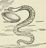 An illustration from Medical symbolism in connection with historical studies in the arts of healing and hygiene (1891)