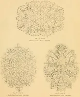 An illustration from Medici lace and the art of making it (1908)