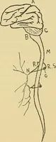 An illustration from Medicine and the mind : (la medecine de l'esprit) (1900)