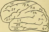 An illustration from Medicine and the mind : (la medecine de l'esprit) (1900)