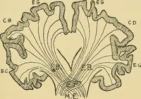 An illustration from Medicine and the mind : (la medecine de l'esprit) (1900)