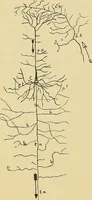 An illustration from Medicine and the mind : (la medecine de l'esprit) (1900)