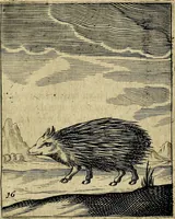 An illustration from Meditationes emblematicæ de restaurata pace Germaniæ. : Sinnebilder von dem widergebrachten teutschen Frieden, kürtzlich erklärt (1649)
