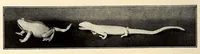 An illustration from Meissner Porzellan : seine Geschichte und künstlerische Entwicklung (1921)