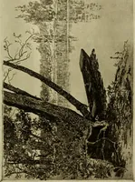 An illustration from Melba's gift book of Australian art and literature (1915)