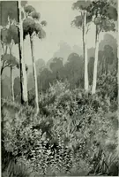 An illustration from Melba's gift book of Australian art and literature (1915)