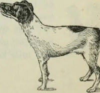 An illustration from Melba's gift book of Australian art and literature (1915)