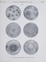 Picture 8 of 16 from Melliand's Textilberichte (1923), leaf 213