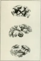 An illustration from Memoirs (1783)