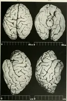 Picture 6 of 89 from Memoirs (1783), leaf 156