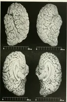 Picture 10 of 89 from Memoirs (1783), leaf 164