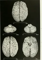 Picture 20 of 89 from Memoirs (1783), leaf 184