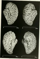 Picture 21 of 89 from Memoirs (1783), leaf 186
