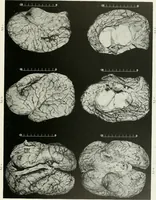 An illustration from Memoirs (1783)