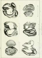 An illustration from Memoirs (1783)