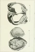 An illustration from Memoirs (1783)