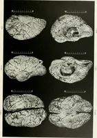 An illustration from Memoirs (1783)