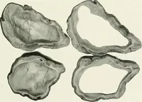 An illustration from Memoirs (1783)