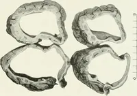 Picture 29 of 89 from Memoirs (1783), leaf 280