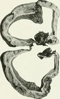 An illustration from Memoirs (1783)